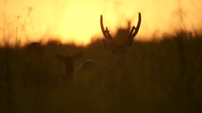清晨新生命的场景，草地上的一只鹿，野生动物，自然背景