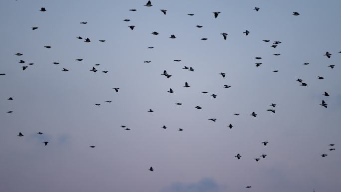 黄昏天空群鸟展翅-慢镜头