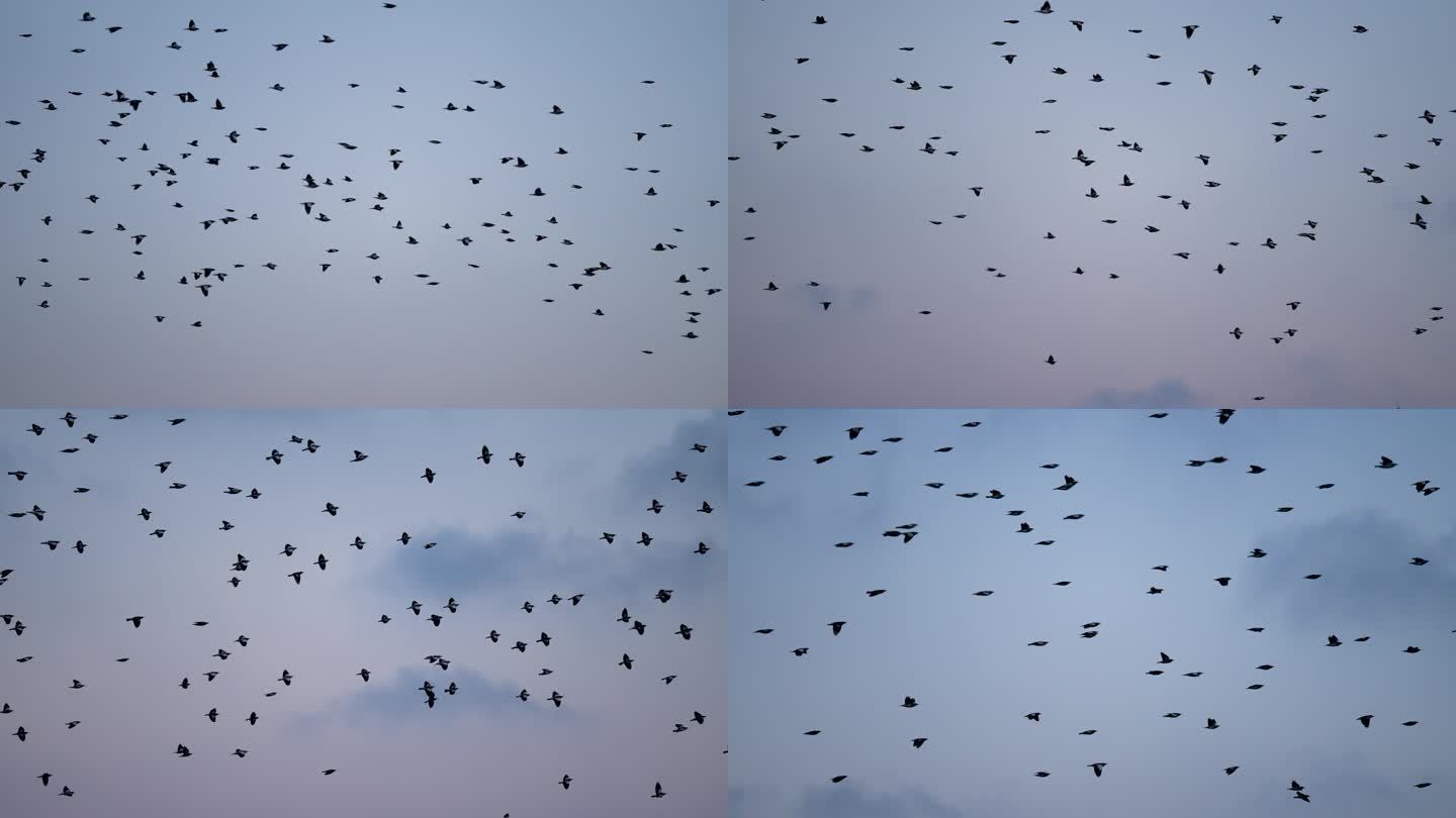 黄昏天空群鸟展翅-慢镜头