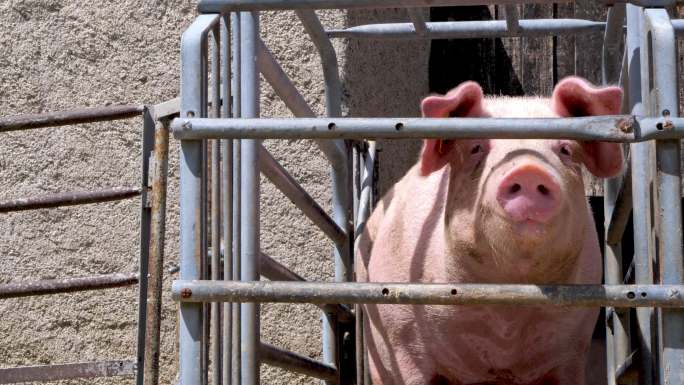 农场里的猪饲养养猪工厂化养猪