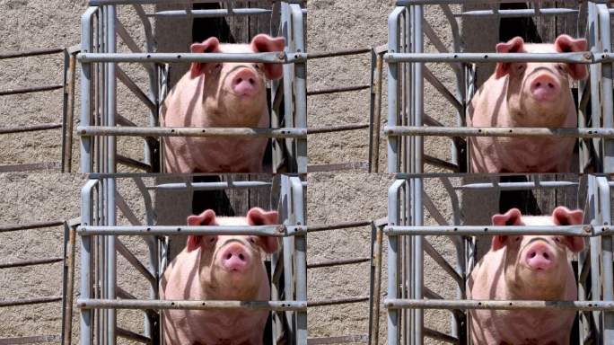 农场里的猪饲养养猪工厂化养猪