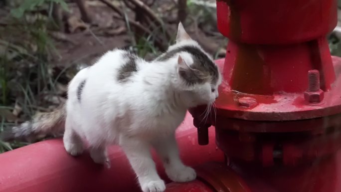 城市街头可爱流浪猫喝水