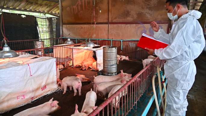 亚洲兽医在猪场阅读猪的健康报告