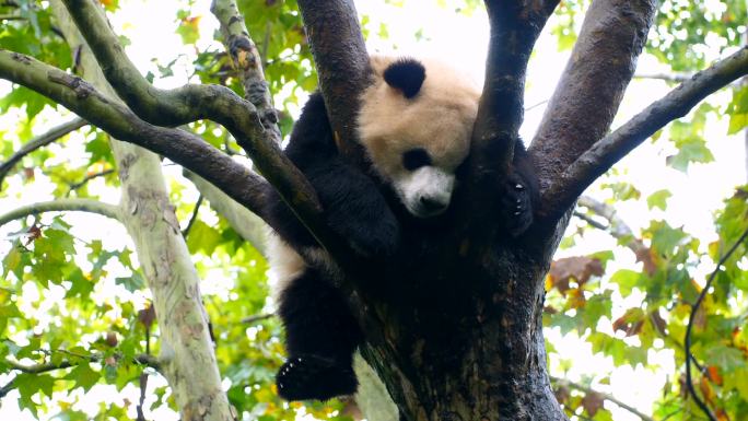 梦幻熊猫中国国宝黑白配大熊猫吃竹子