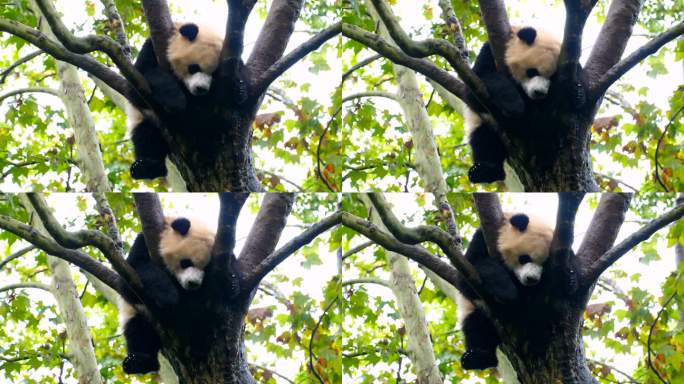 梦幻熊猫中国国宝黑白配大熊猫吃竹子