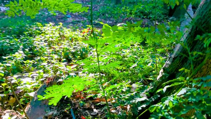 阳光下的绿色叶子自然植物户外视频素材