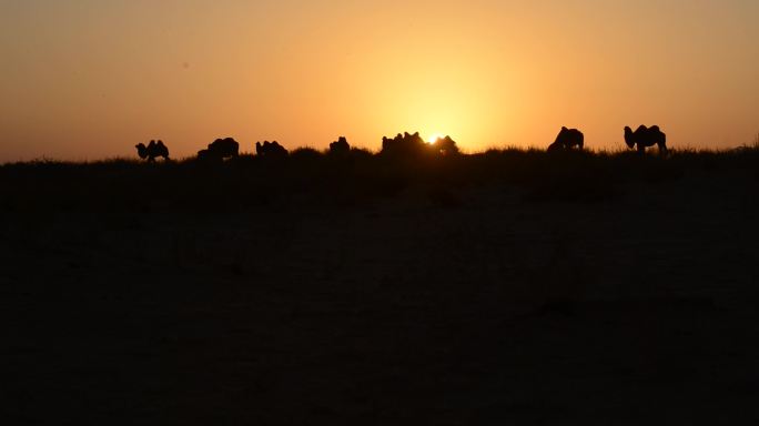 骆驼日出 天边的骆驼