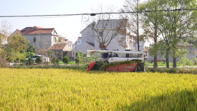 水稻收割机械化