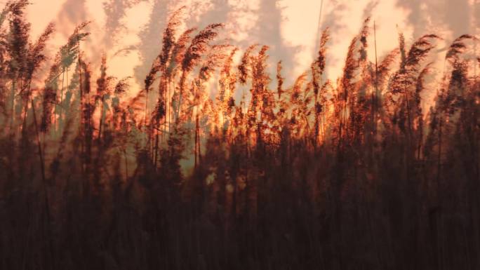 夕阳芦苇穗     扎龙秋季  夕阳黄昏