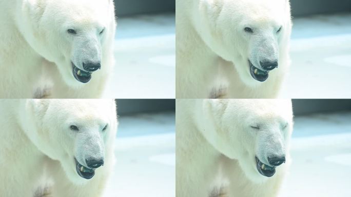 北极熊准备攻击白熊寒冷
