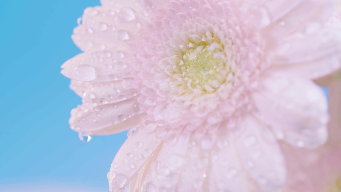 花、花朵、植物精华、下雨、雨滴升格慢动作