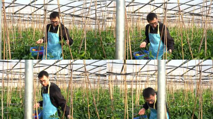 亚洲男子在温室里采摘成熟的青椒
