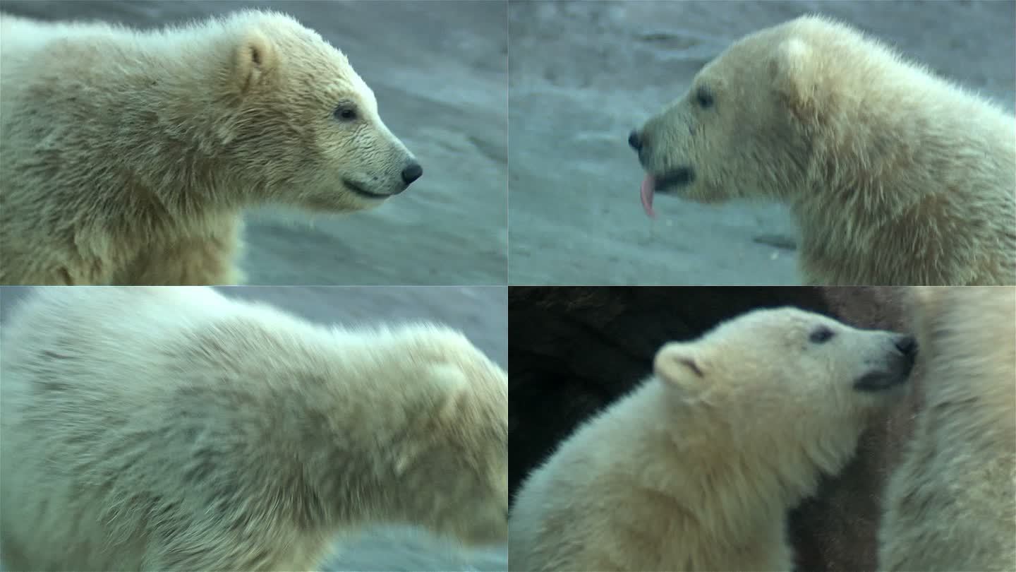 北极熊北极熊环境保护、儿童、