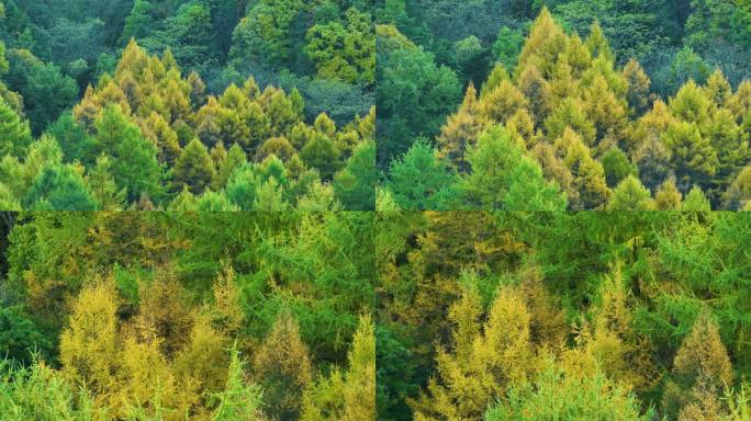 秋天松林雨林森林多彩航拍玉皇山5