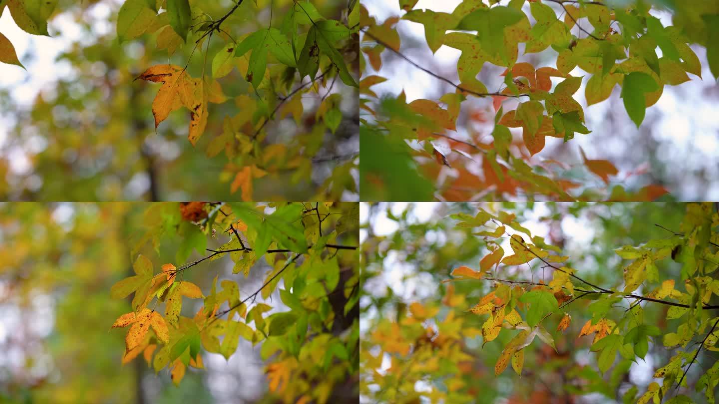 唯美秋天树叶空镜头