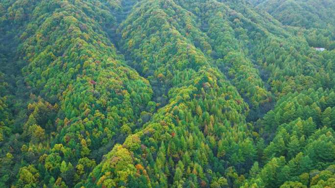 原始森林秋天雨林森林多彩航拍玉皇山2