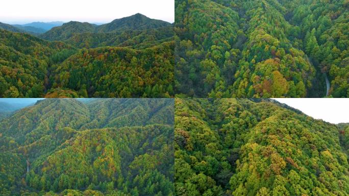 原始森林秋天雨林森林多彩航拍玉皇山1