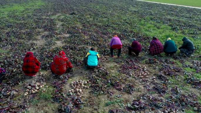 农民在田地里收获红甜菜