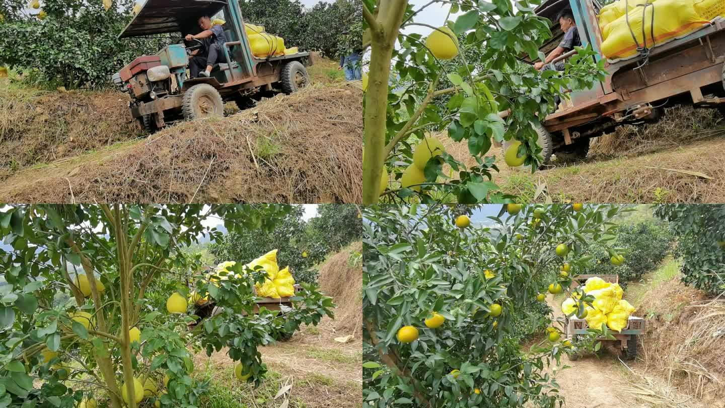 拖拉机运输丰收的柚子下山