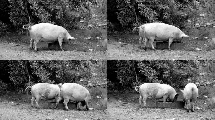 猪在户外吃食物畜牧业猪圈觅食