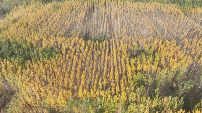 航拍济南黄河银杏林