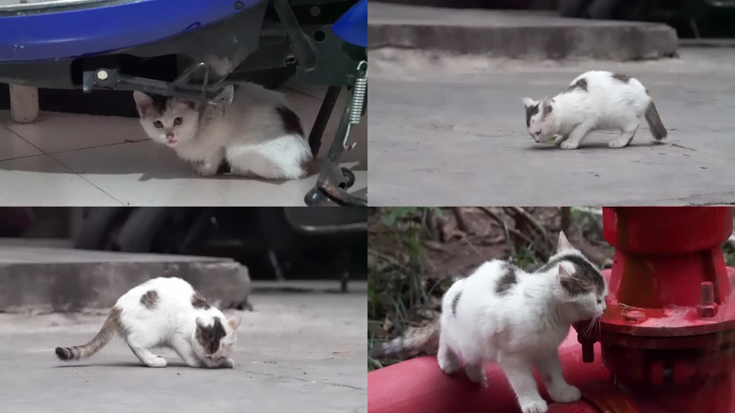 【合集】城市街头可爱流浪猫捕捉镜头