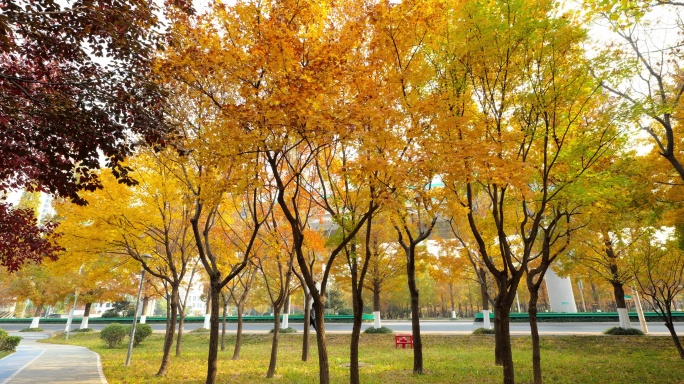 城市里秋天的景色