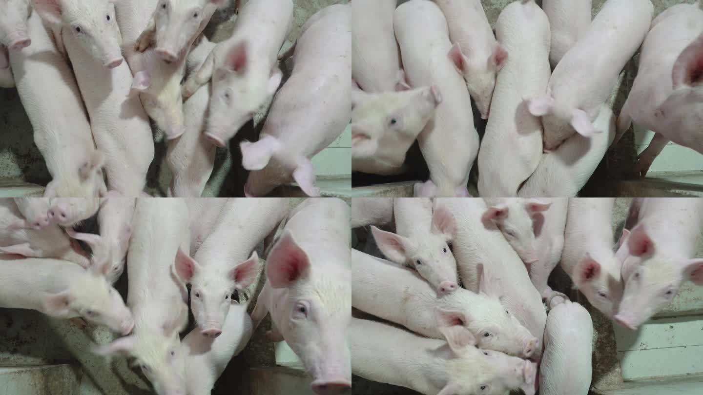 养猪场养殖养猪生长周期养殖周期