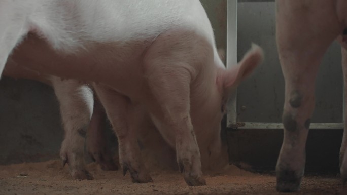 养猪场饲养养猪工厂化养猪