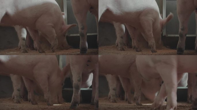 养猪场饲养养猪工厂化养猪