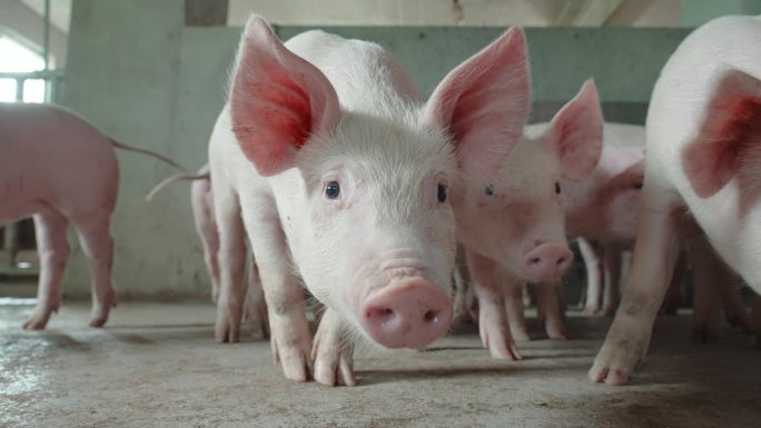 养猪场生长周期市场价格出栏率