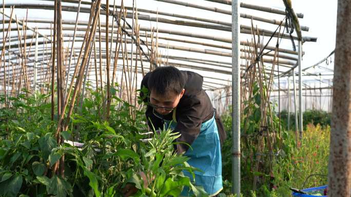 亚洲男子在温室里采摘成熟的青椒