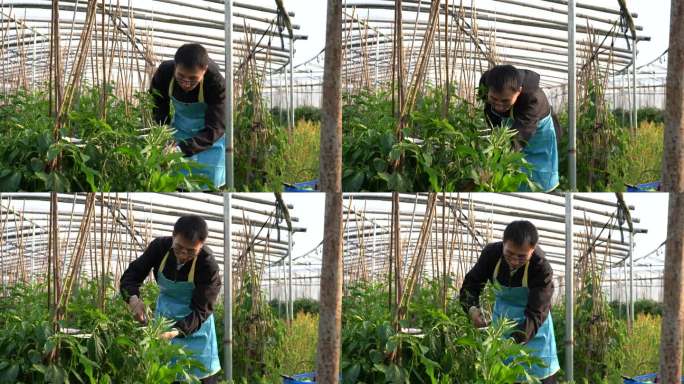 亚洲男子在温室里采摘成熟的青椒