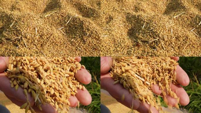 水稻收获季节晒稻子