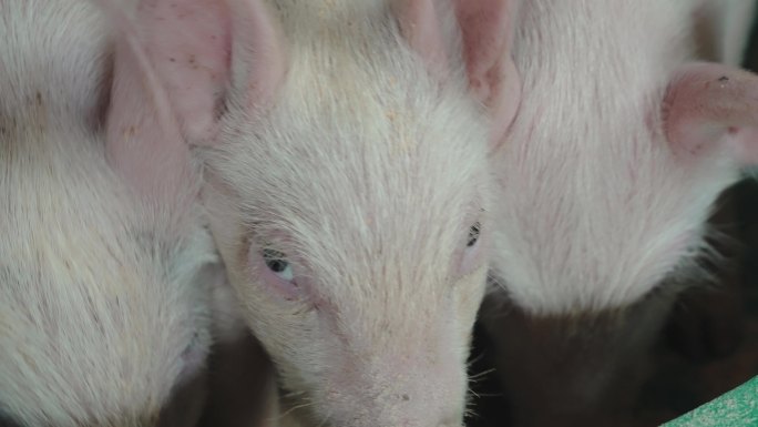 养猪场养殖饲养周期生长周期