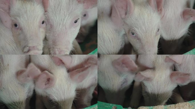 养猪场养殖饲养周期生长周期