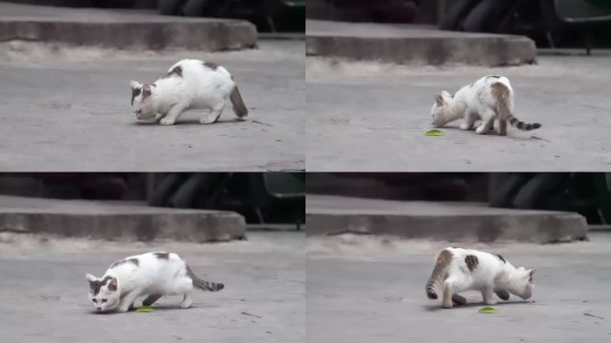 城市街头可爱流浪猫觅食警惕