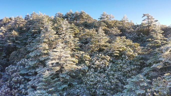 一场大雪把山上的森林染成了白色