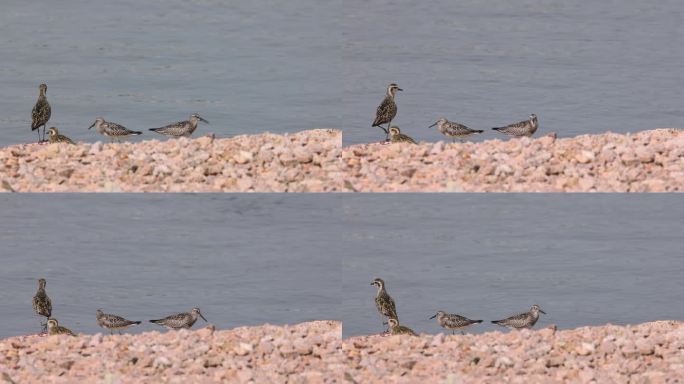 深圳湾人才公园的大滨鹬、金斑鸻