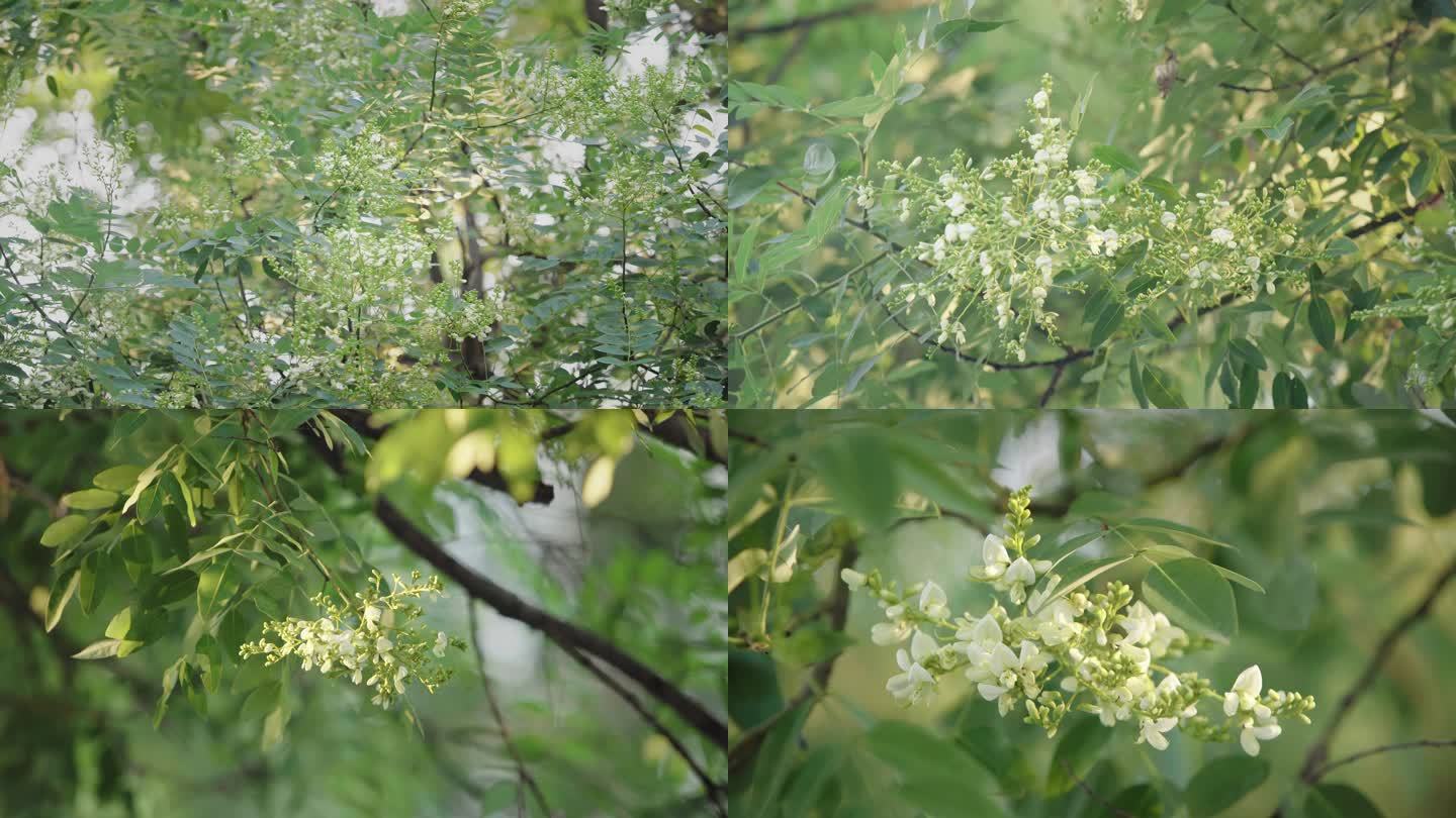 夏 洋槐树花