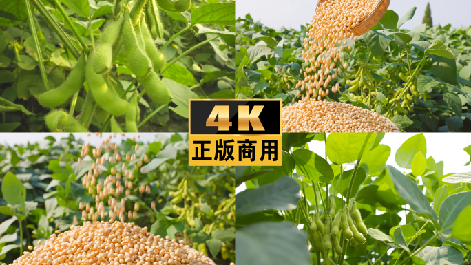 大豆种植黄豆豆粉毛豆农作物优质大黄豆丰收