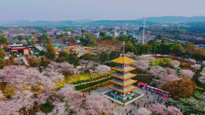 东湖樱花