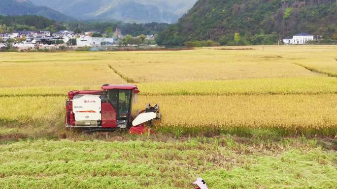 浙江杭州农村稻田机械化收割