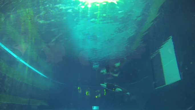 海洋公园 虎鲸 水下拍摄 海洋馆