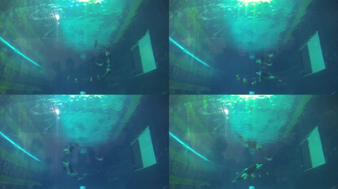 海洋公园 虎鲸 水下拍摄 海洋馆