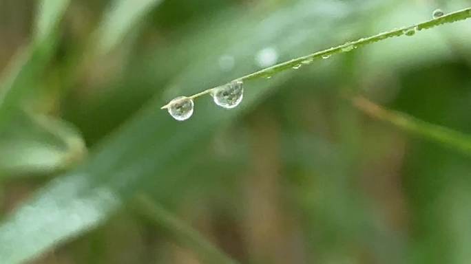 草上水珠 雨后的小草  晨露 露水小水珠