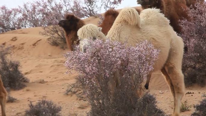 蒙古扁桃花-骆驼
