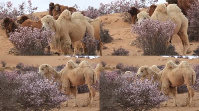 蒙古扁桃花-骆驼