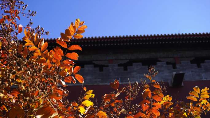 故宫红墙与红叶阳光透射