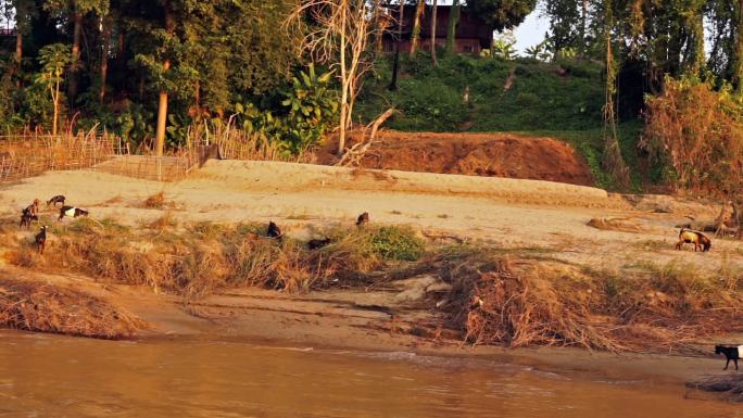 老挝琅勃拉邦湄公河河岸上的羊群
